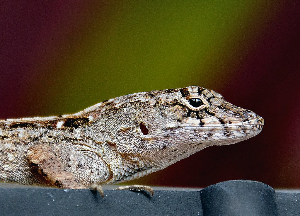 The Behavioral Science Behind Invasive Adaptability (image credits: flickr)