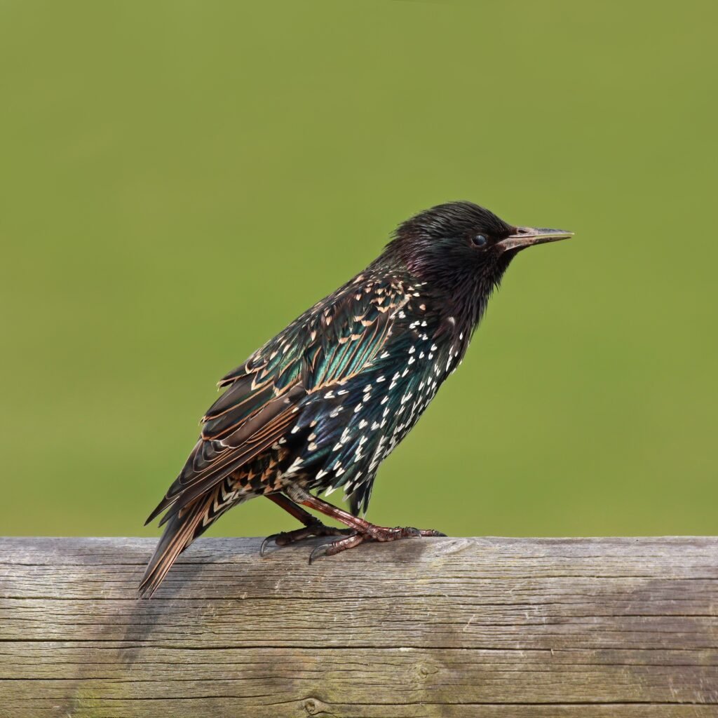 5 Invasive Animals that Mirror Gemini's Restless Spirit