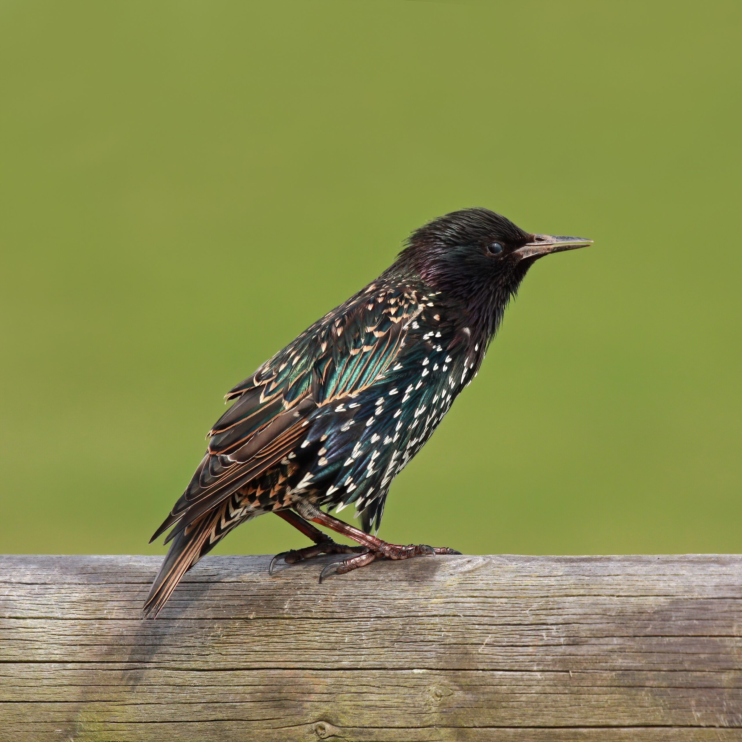 5 Invasive Animals that Mirror Gemini’s Restless Spirit