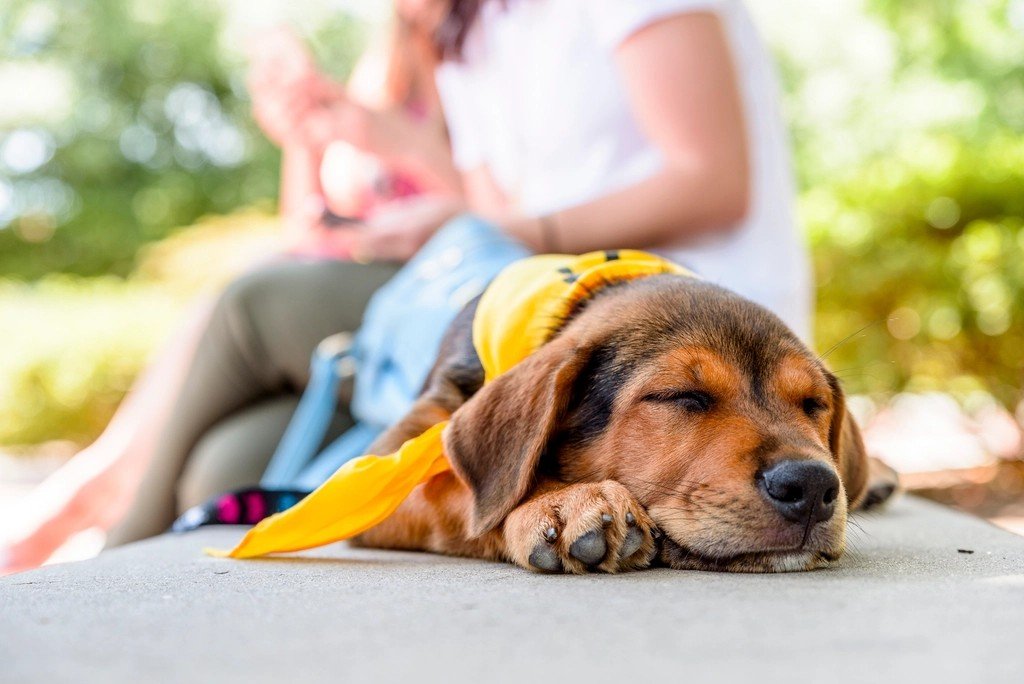 Psychology of Rescue Decisions (image credits: rawpixel)
