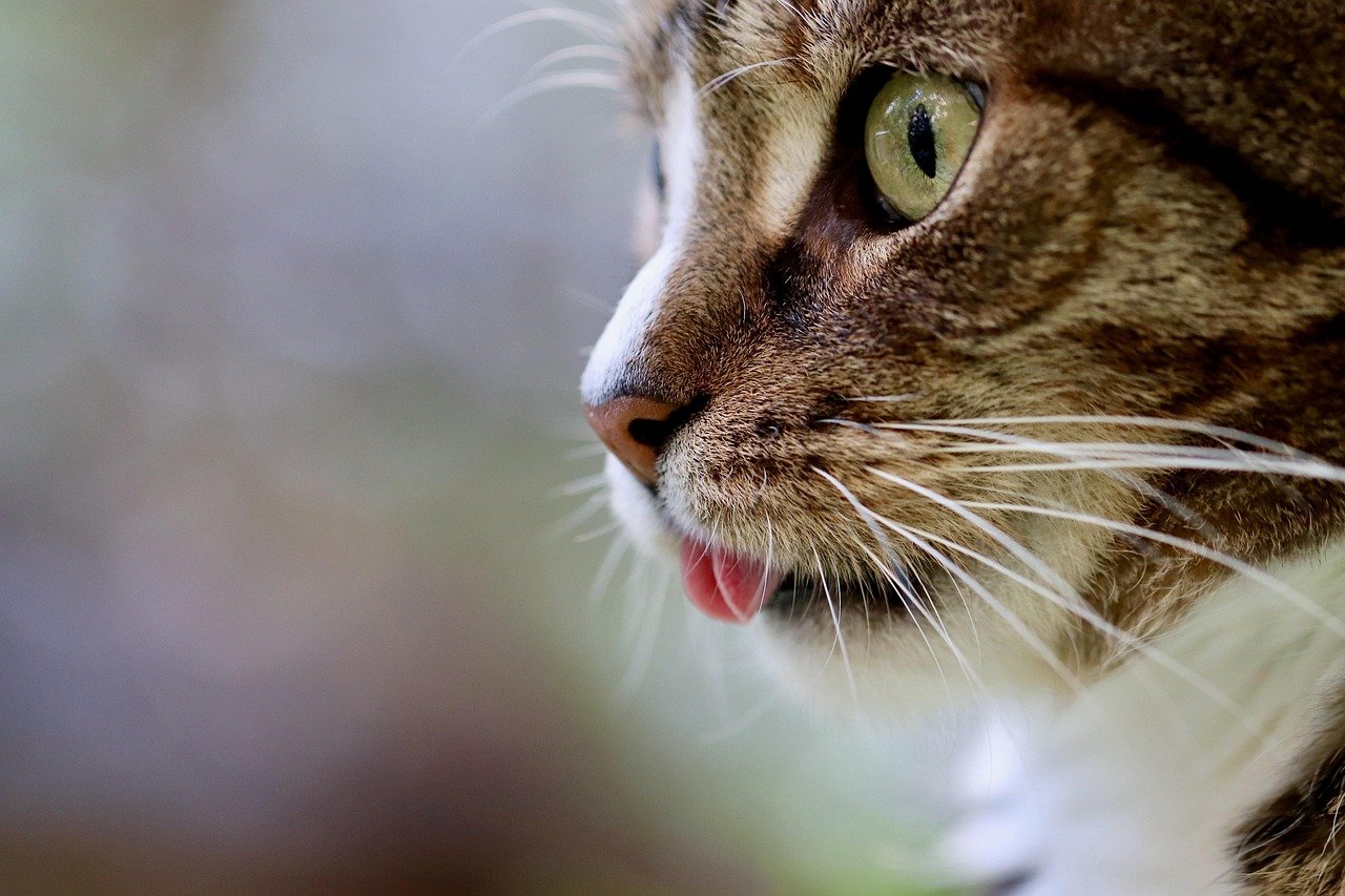 Cats: The Obvious Choice for Leo's Royal Court (image credits: pixabay)