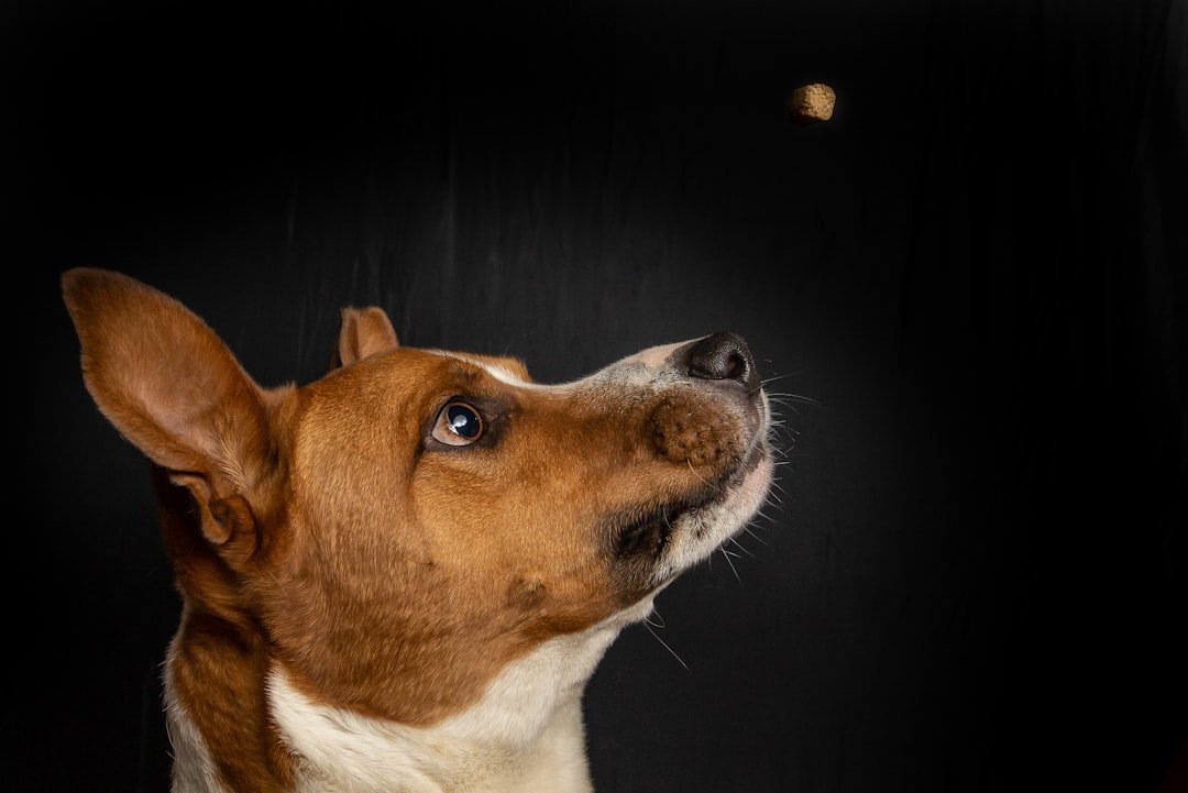 Finding Your Fire Sign Pet Match: A Practical Conclusion (image credits: unsplash)