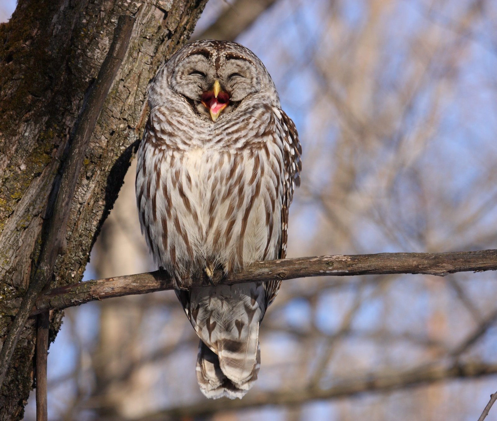 Invaders From the East: The Barred Owl Crisis (image credits: wikimedia)