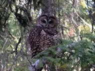 When Removing the Competition Actually Works (image credits: Northern spotted owl, Public domain, https://commons.wikimedia.org/w/index.php?curid=74813761)