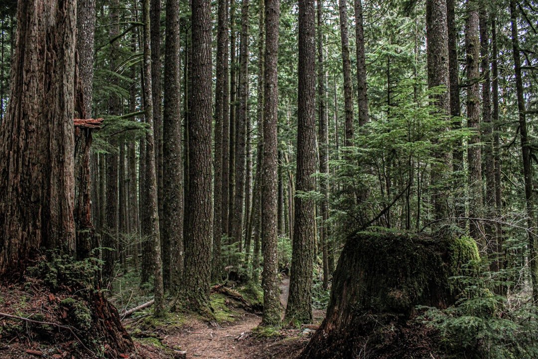 The Forest That Time Built (image credits: unsplash)