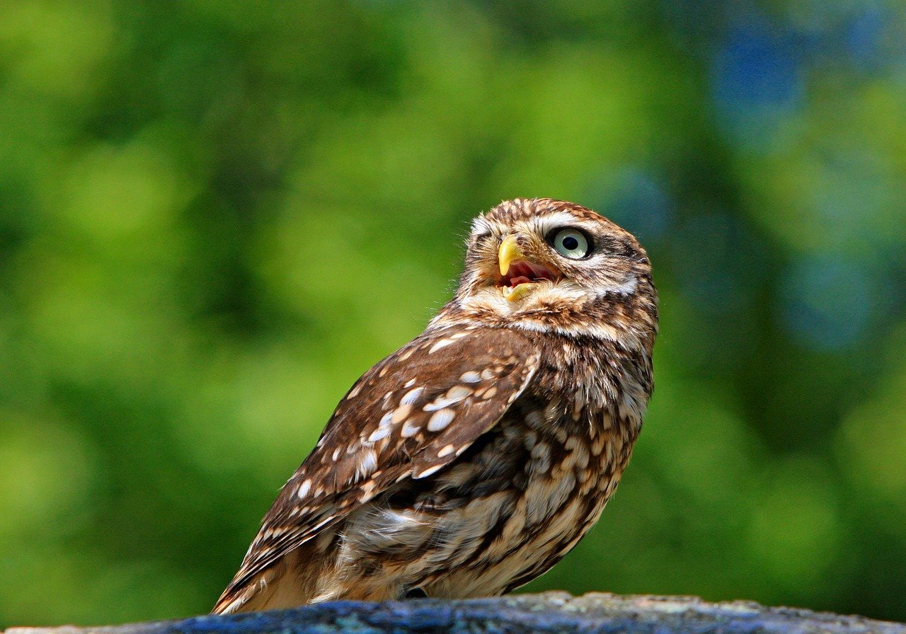 The Spotted Owl's Ecosystem Partners (image credits: pixabay)