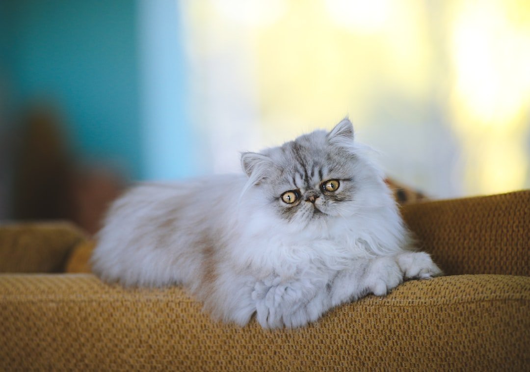 Taurus (April 20 - May 20): The Luxurious Persian (image credits: unsplash)
