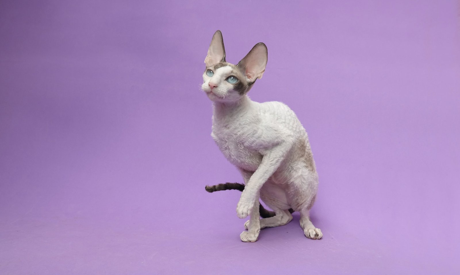 Gemini (May 21 - June 20): The Chatty Cornish Rex (image credits: wikimedia)