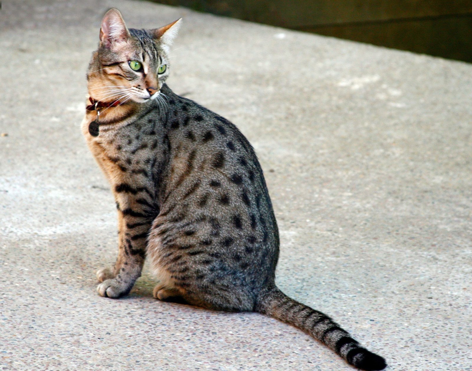 Leo (July 23 - August 22): The Majestic Egyptian Mau (image credits: wikimedia)