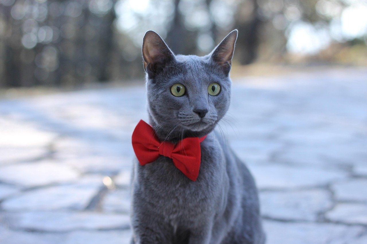 Virgo (August 23 - September 22): The Pristine Russian Blue (image credits: pixabay)