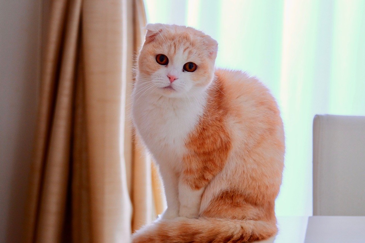 Libra (September 23 - October 22): The Harmonious Scottish Fold (image credits: pixabay)