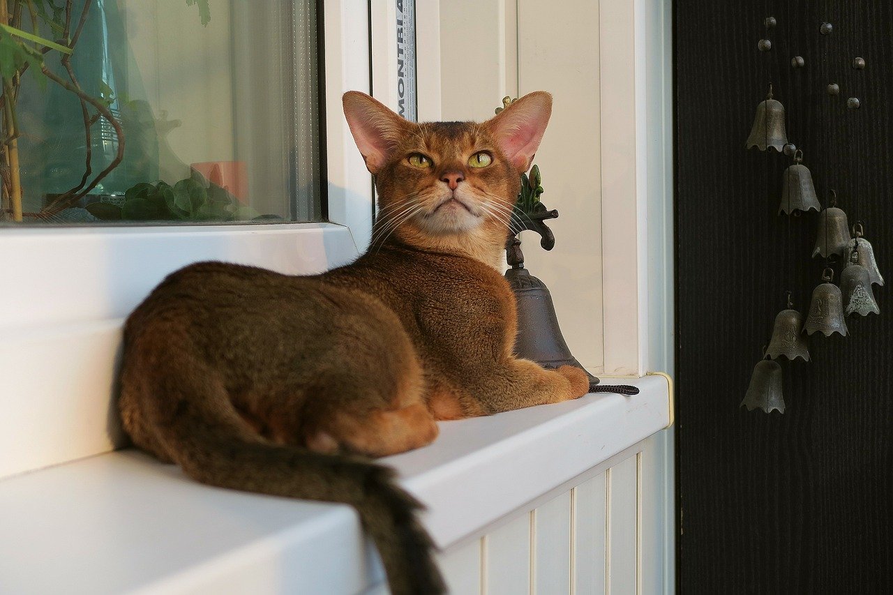 Sagittarius (November 22 - December 21): The Adventurous Abyssinian (image credits: pixabay)