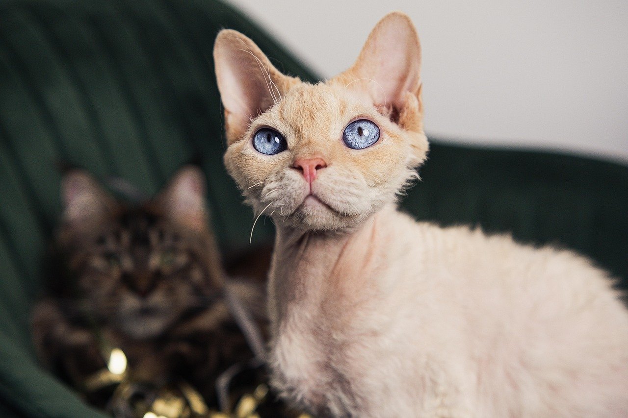 Capricorn (December 22 - January 19): The Elegant Devon Rex (image credits: pixabay)