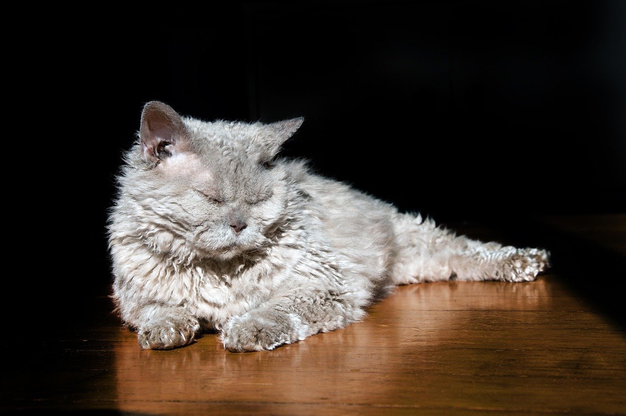 Pisces (February 19 - March 20): The Dreamy Selkirk Rex (image credits: pixabay)