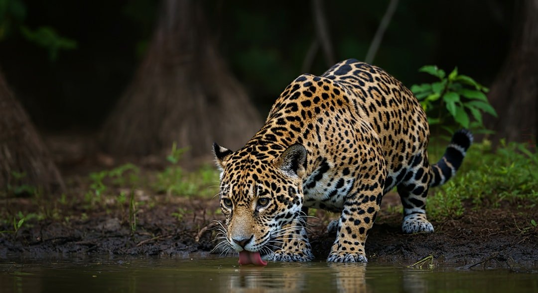 Prey, Water, and Fire (image credits: unsplash)
