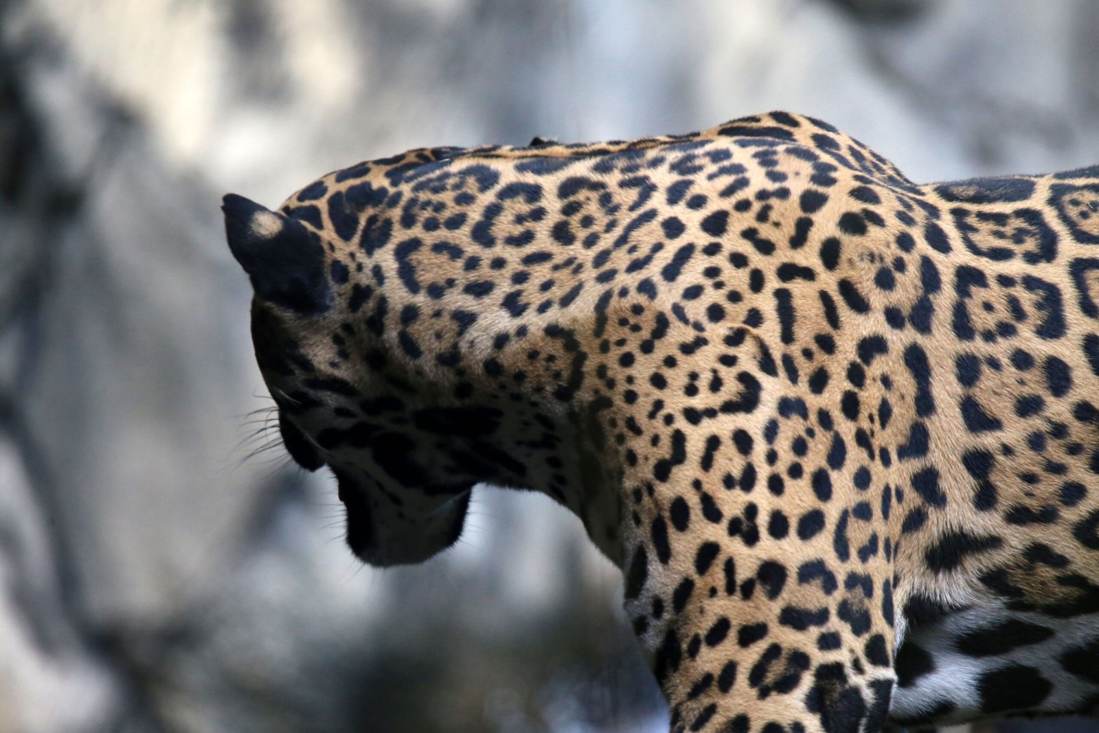 Why It Matters (image credits: wikimedia)