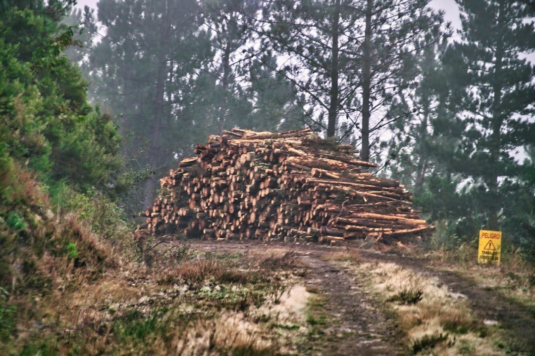 The Silent Killer: Habitat Loss (image credits: unsplash)