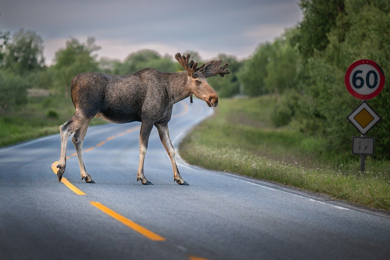 Wildlife Crossings: Bridging the Gap (image credits: pixabay)