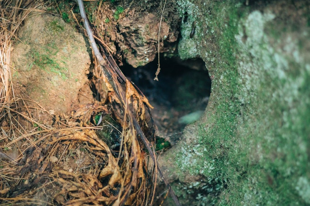 Architects of Soil and Forest (image credits: unsplash)