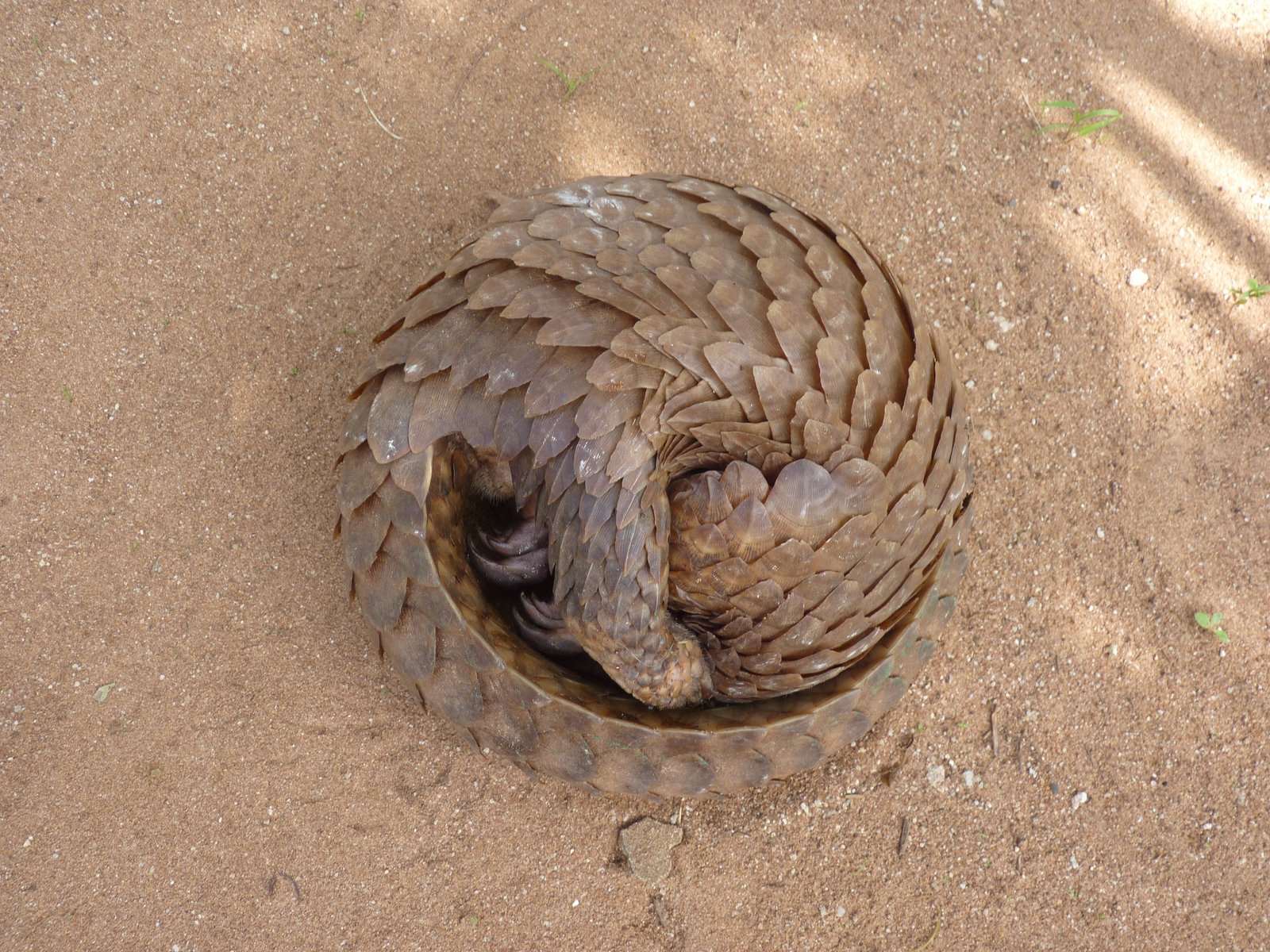 How You Can Help (image credits: wikimedia)