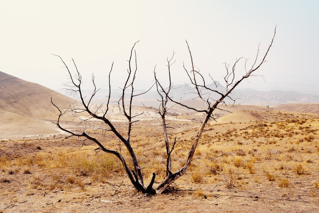 1980: The Deadly Summer Heat Wave (image credits: unsplash)