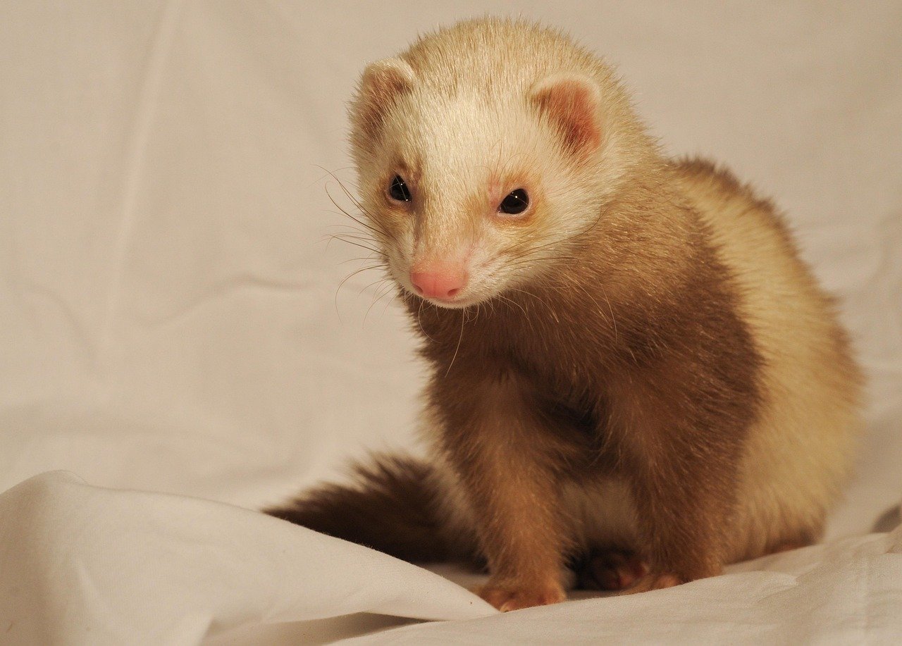 Aries: The Energetic Ferret (image credits: pixabay)