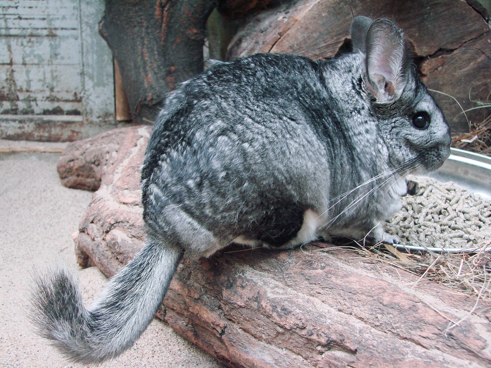 Taurus: The Gentle Chinchilla (image credits: wikimedia)