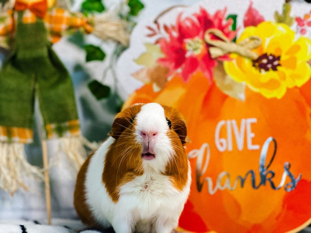 Cancer: The Sensitive Guinea Pig (image credits: unsplash)
