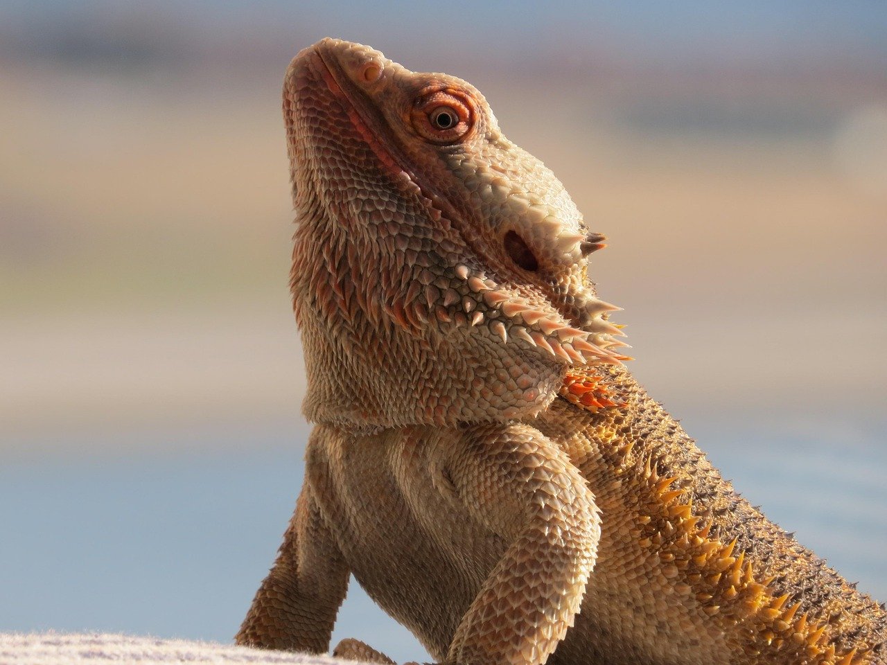 Leo: The Majestic Bearded Dragon (image credits: pixabay)