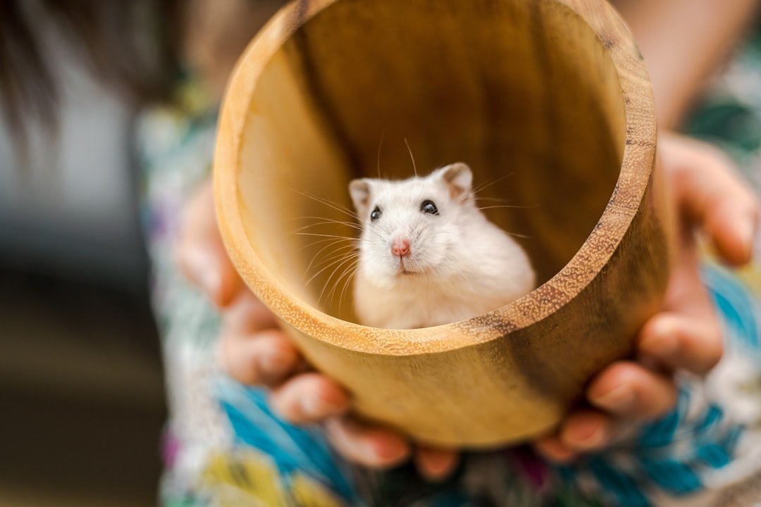 Virgo: The Low-Maintenance Hamster (image credits: unsplash)