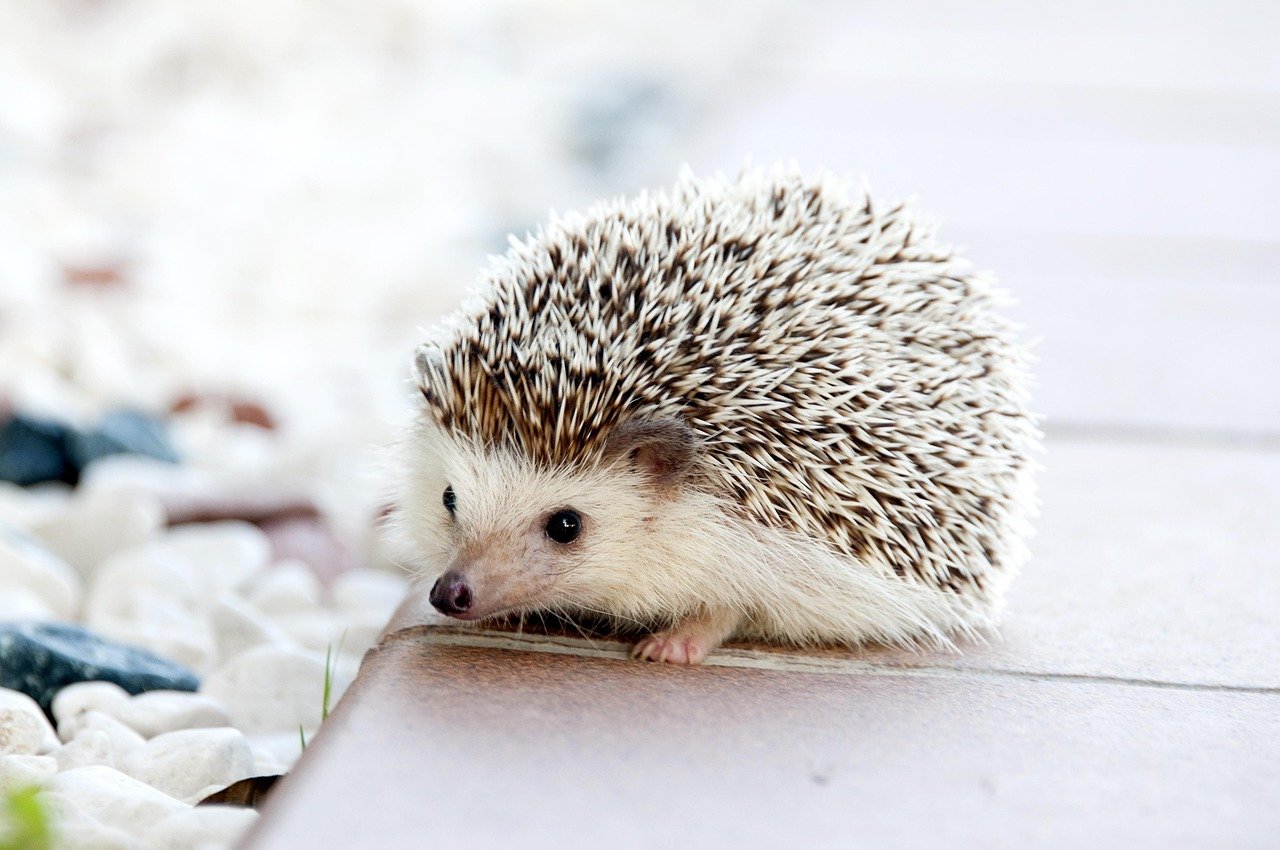 Libra: The Harmonious Hedgehog (image credits: pixabay)