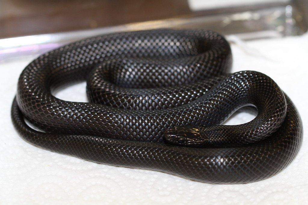 Scorpio: The Mysterious Snake (image credits: flickr)