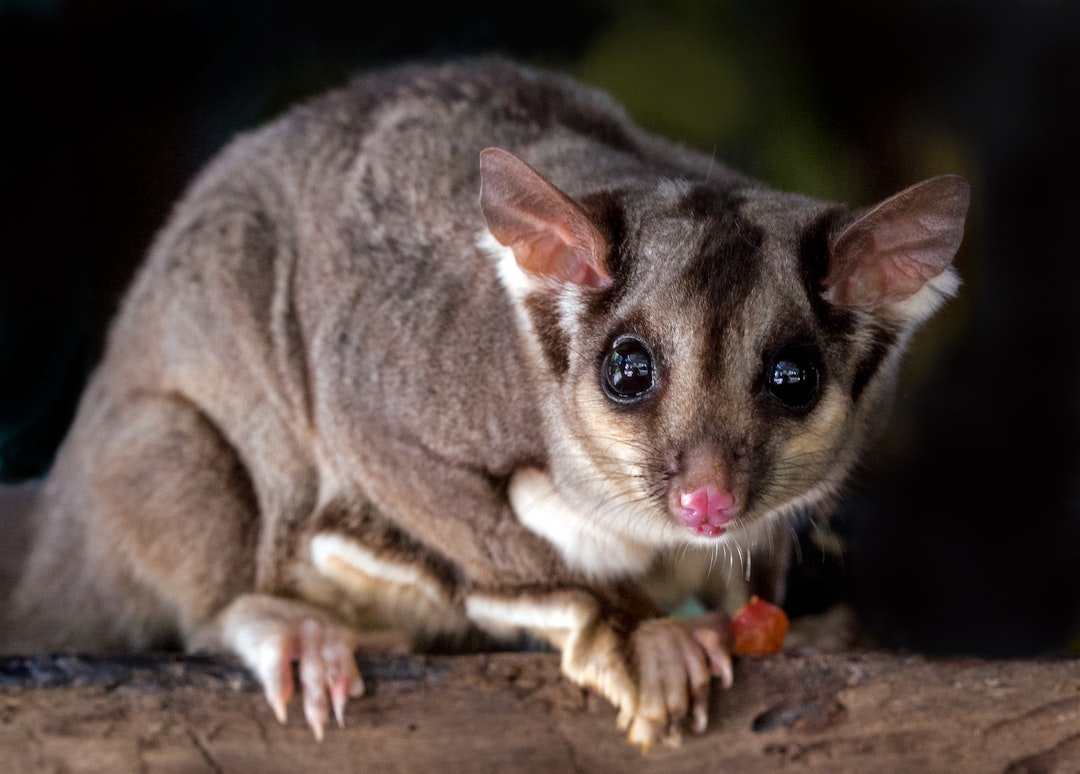 Sagittarius: The Adventurous Sugar Glider (image credits: unsplash)