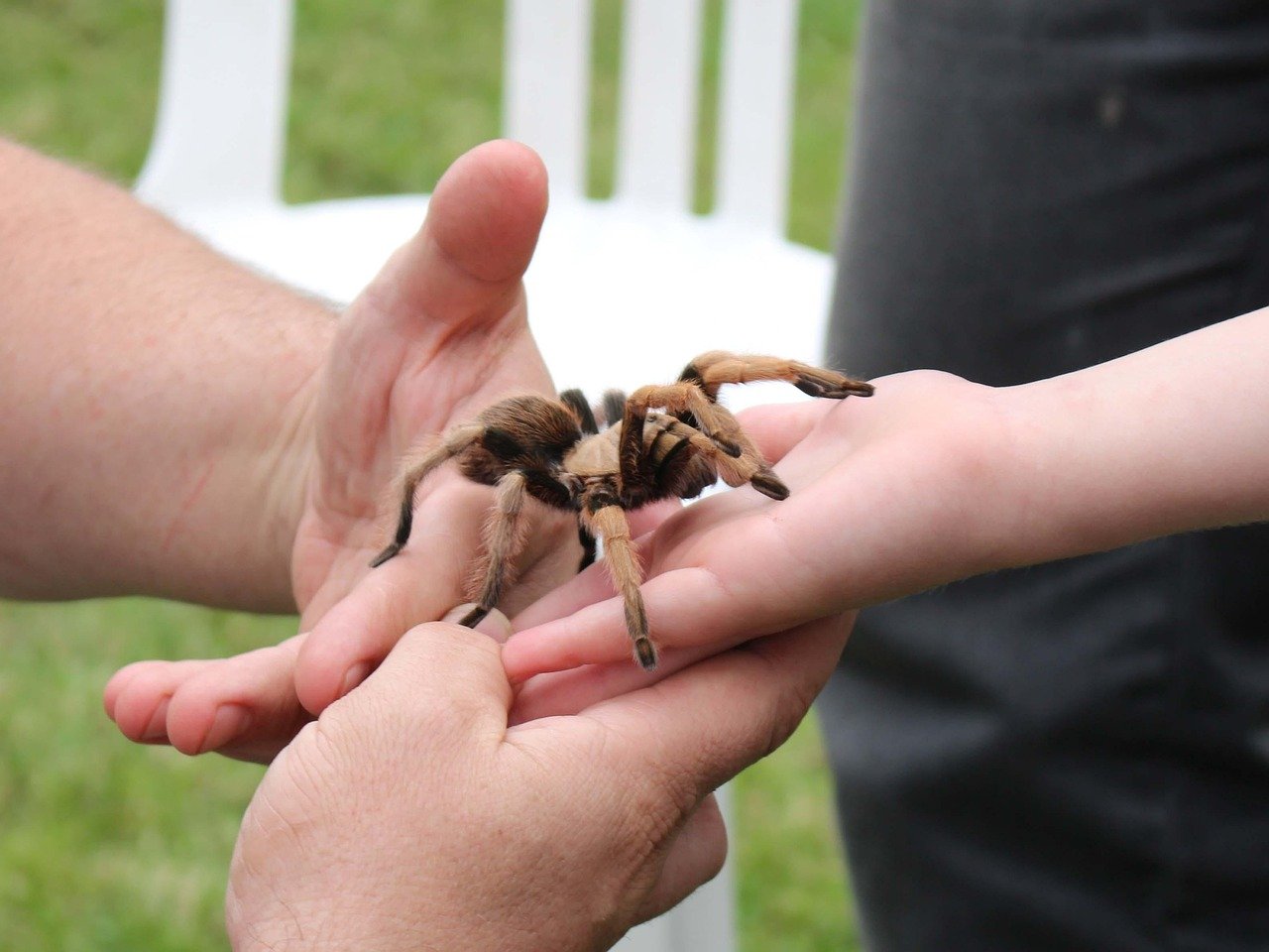 Capricorn: The Disciplined Tarantula (image credits: pixabay)
