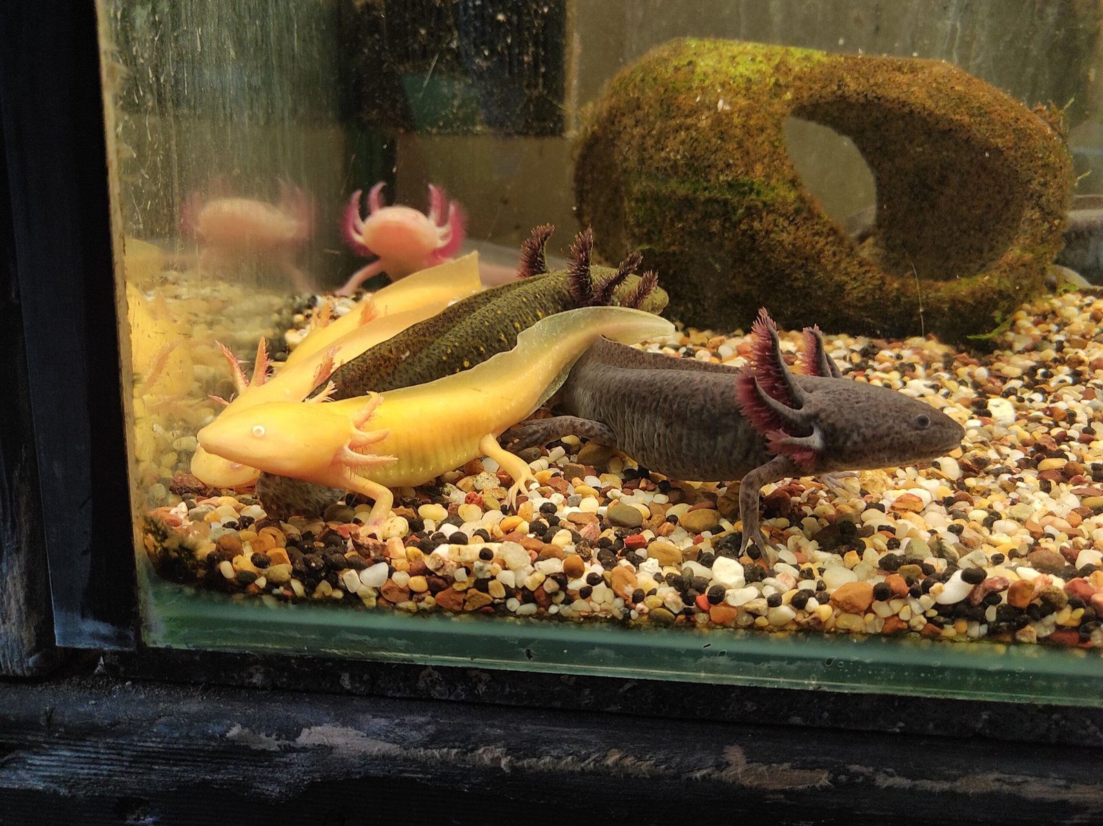 Aquarius: The Unique Axolotl (image credits: wikimedia)