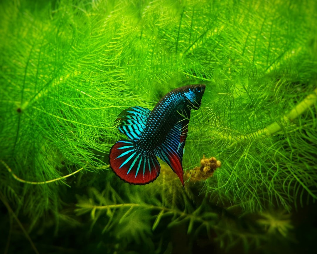 Pisces: The Empathetic Betta Fish (image credits: unsplash)