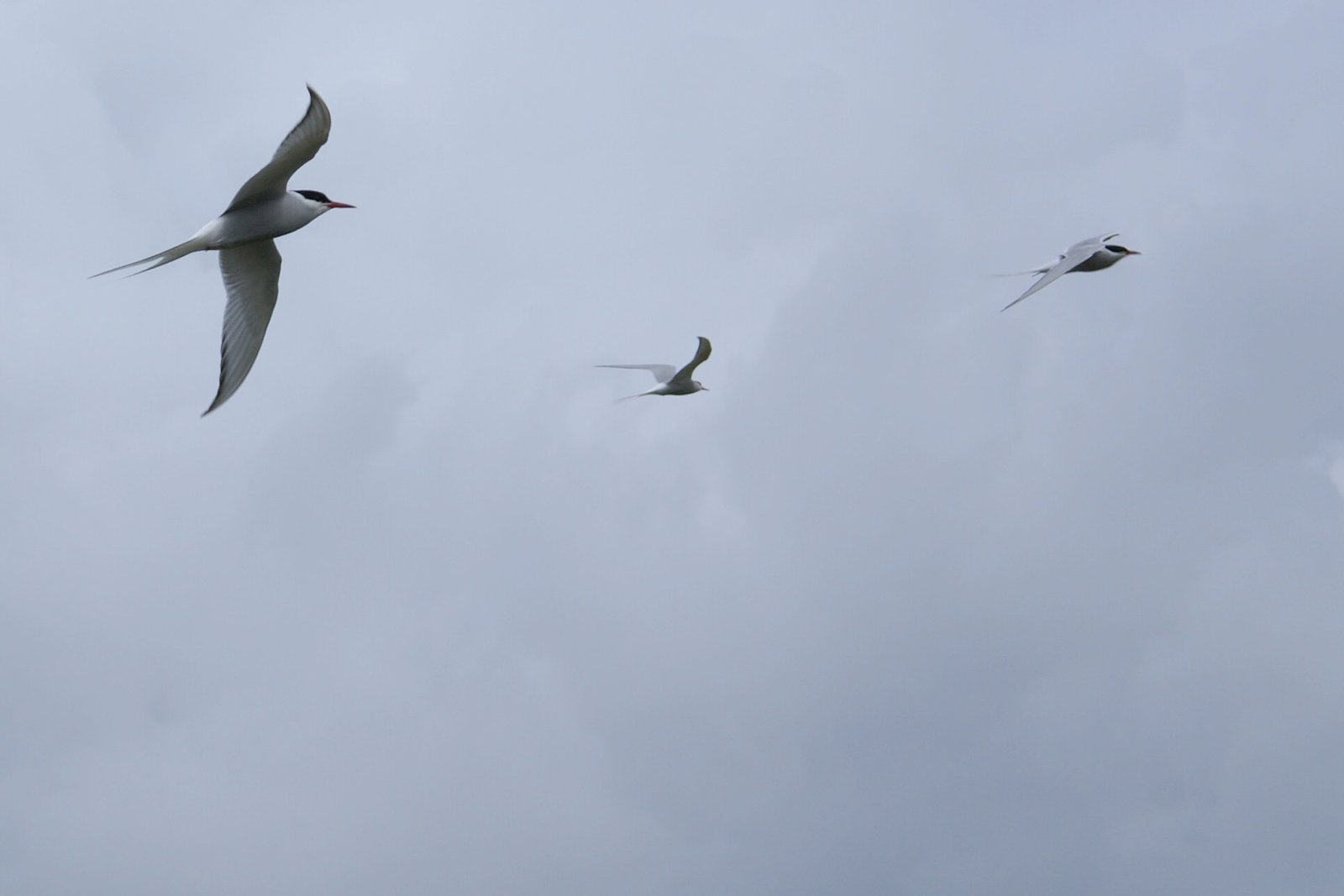 Arctic Tern: The Ultimate Pole-to-Pole Champion (image credits: By OddurBen, CC BY-SA 3.0, https://commons.wikimedia.org/w/index.php?curid=7225322)
