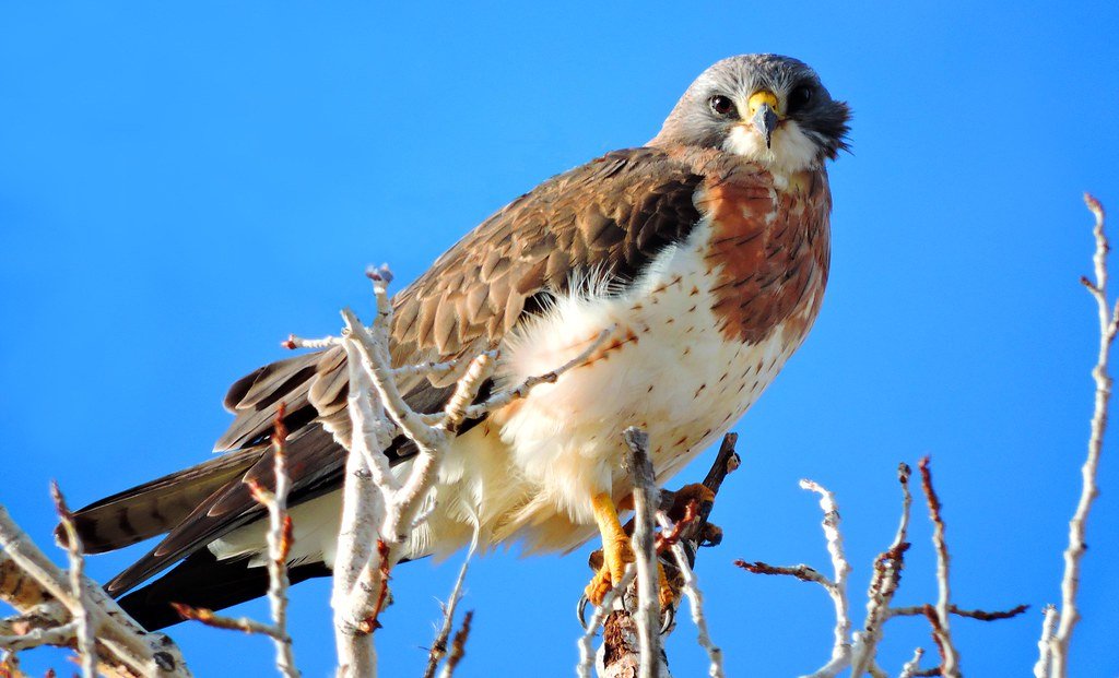 Swainson's Hawks: Masters of the Thermal Highway (image credits: flickr)