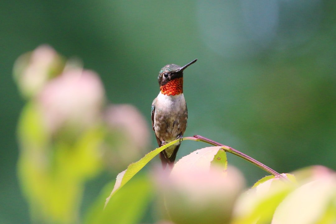 Ruby-throated Hummingbird: The Tiny Transoceanic Marvel (image credits: unsplash)