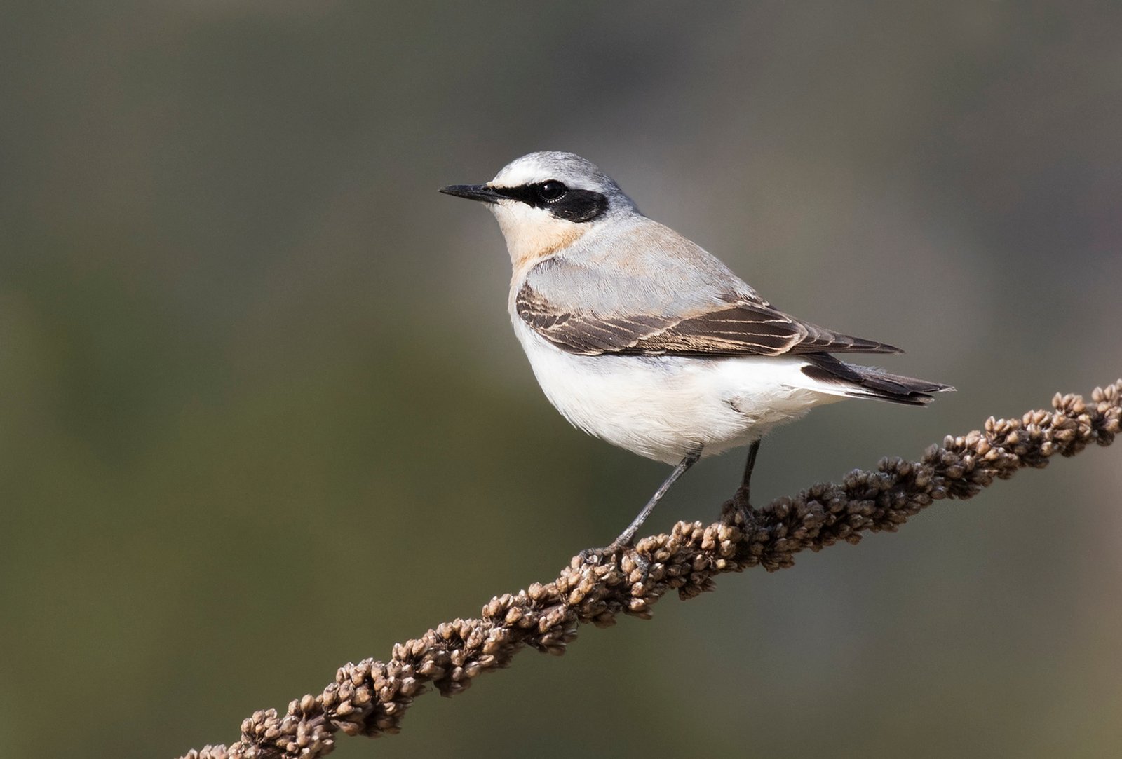 Northern Wheatear: The Unlikely Transcontinental Voyager (image credits: wikimedia)