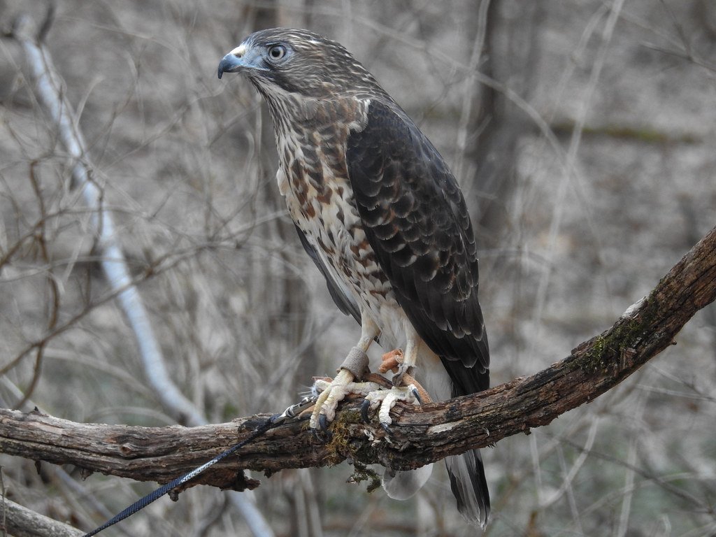 Broad-winged Hawk: The Thermal Superhighway Specialists (image credits: flickr)