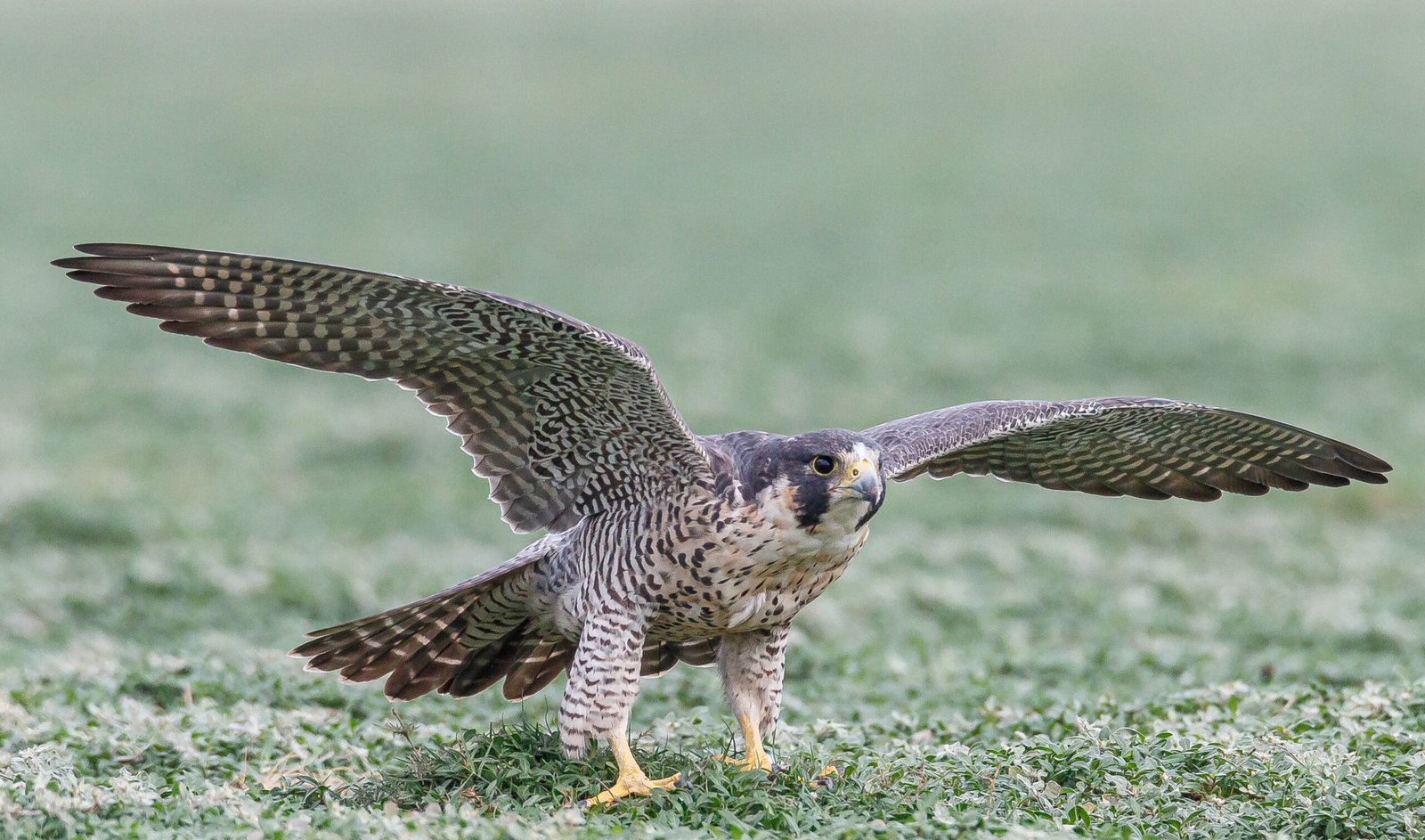 Peregrine Falcon: The Speed Demon's Continental Circuit (image credits: wikimedia)