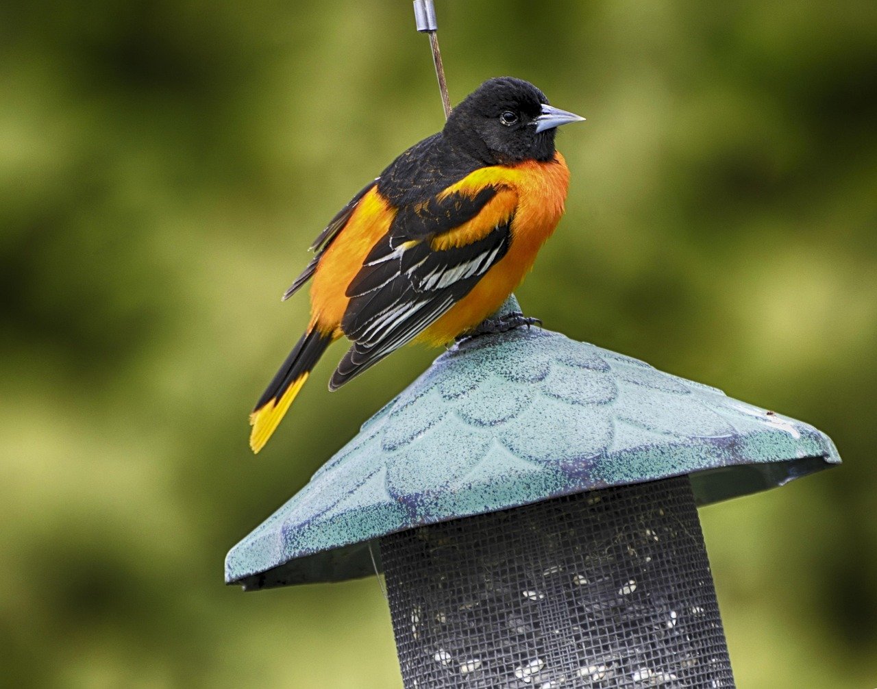 Baltimore Oriole: The Neotropical Nomad (image credits: pixabay)