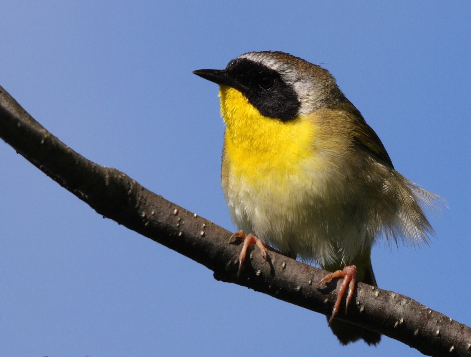 Common Yellowthroat: The Wetland Wanderer (image credits: wikimedia)