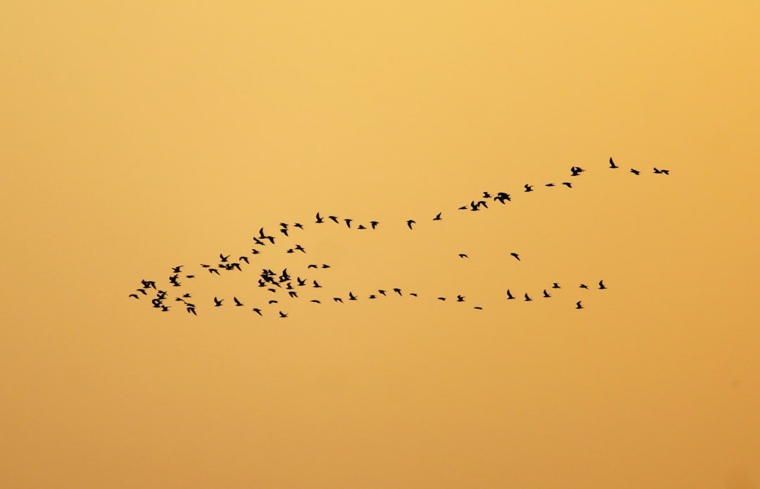 Conclusion (image credits: unsplash)