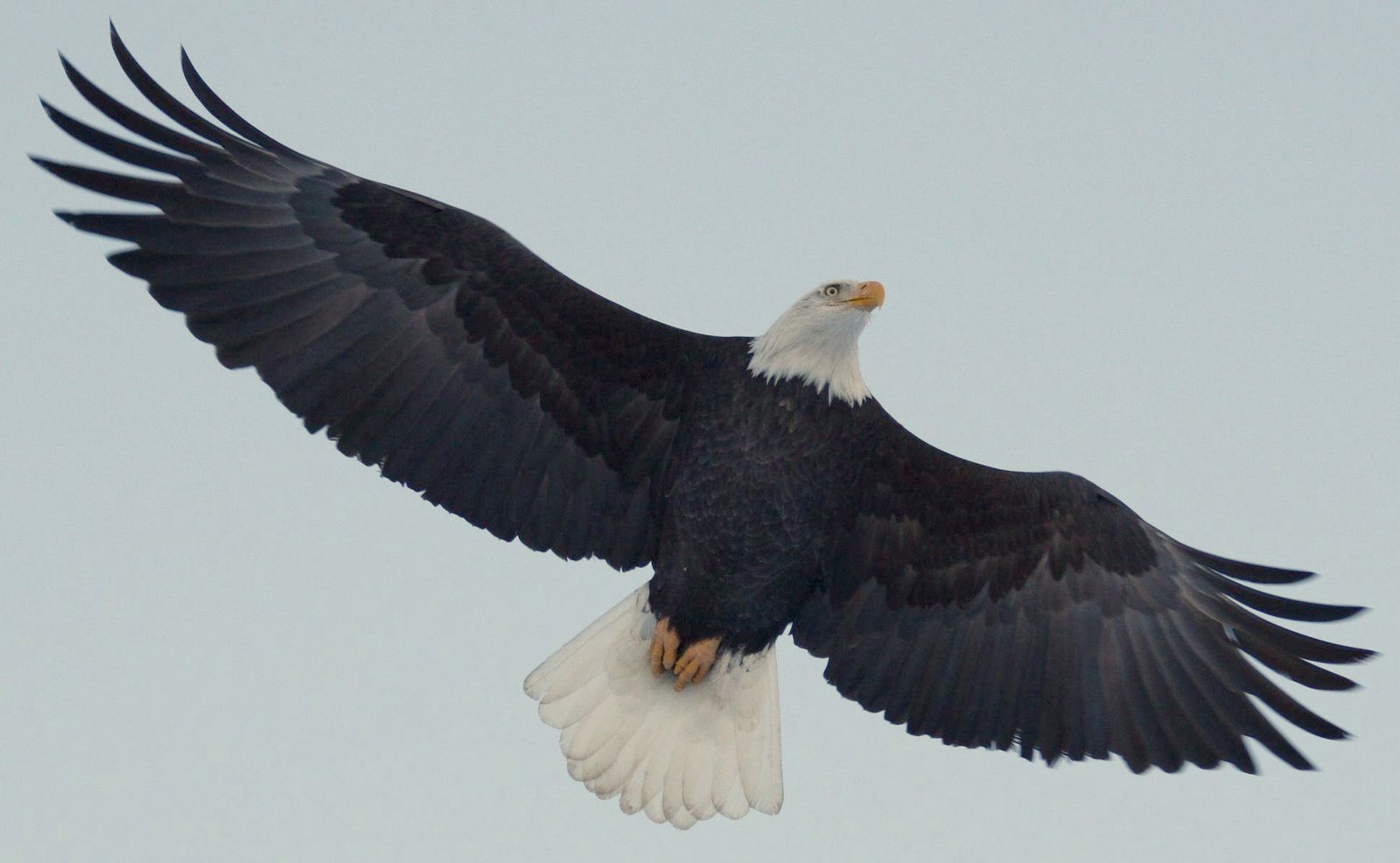 Built-In Cold Armor: Feathers, Feet, and Heat (image credits: wikimedia)