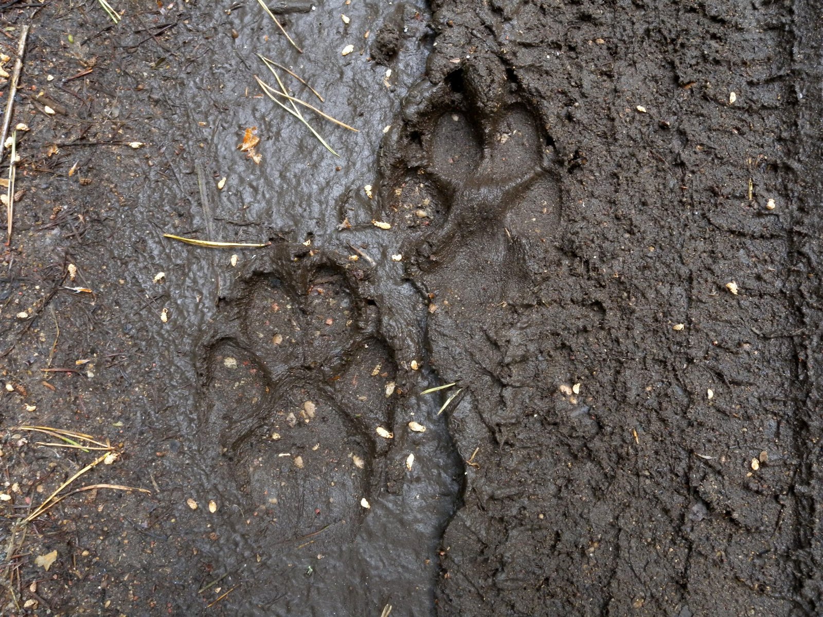 The Hidden Clues (image credits: wikimedia)