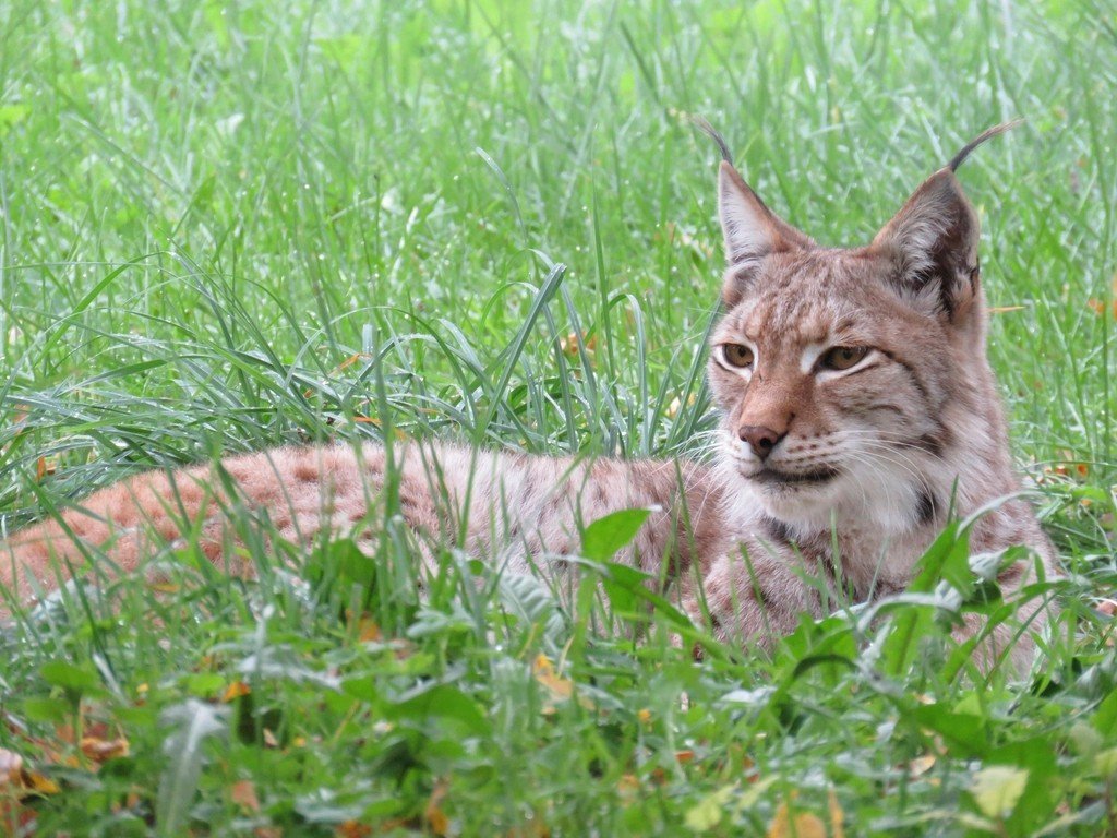 The Independent Spirit of Wild Cats Mirrors Sagittarian Nature (image credits: rawpixel)
