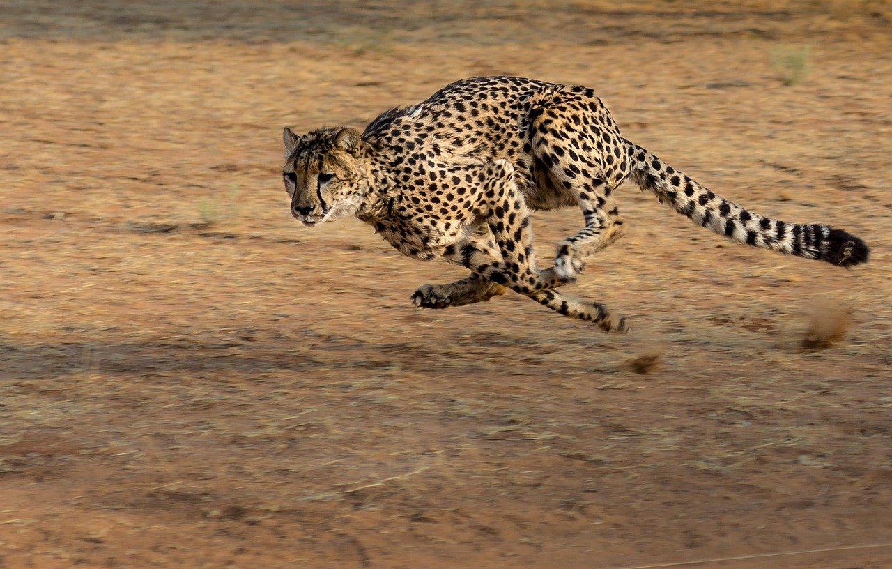 The Cheetah: Speed and Focus Combined (image credits: pixabay)