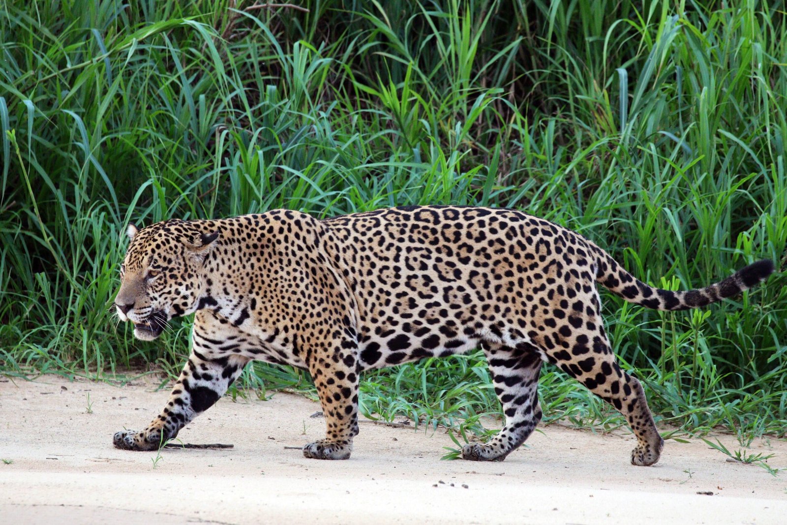 The Jaguar: Power Meets Philosophical Depth (image credits: wikimedia)